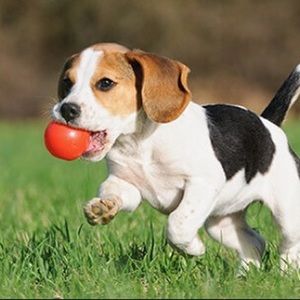 Meet your Posher, Abigail